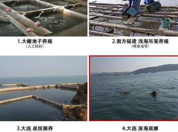 海參養(yǎng)殖方式.png 海參養(yǎng)殖方式.png