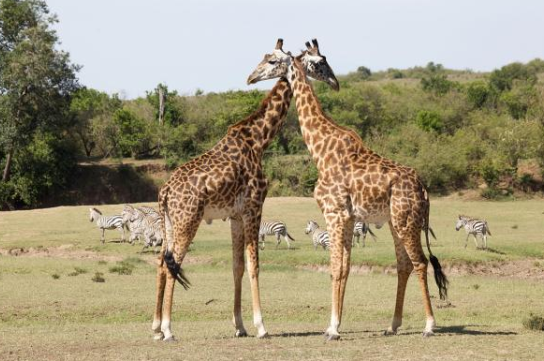 长颈鹿有多高