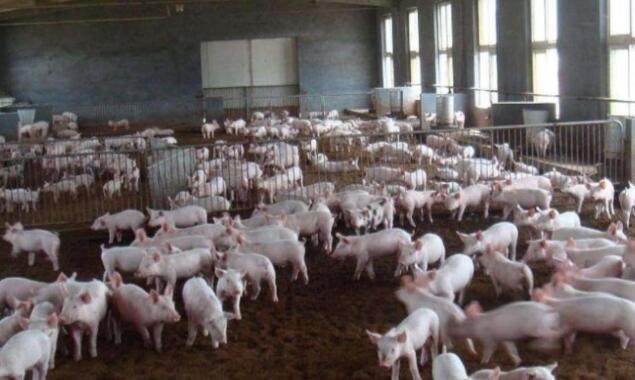 美国养猪业