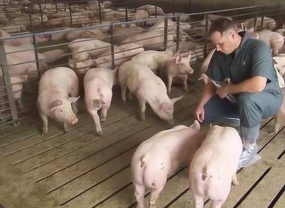 美国养猪业