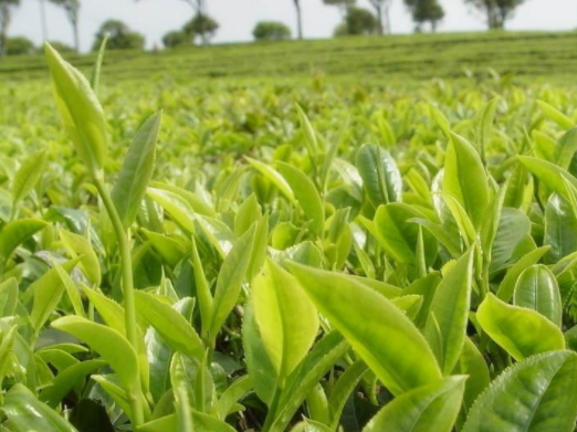 普洱茶.png 普洱茶.png