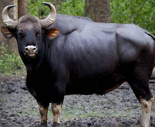 印度野牛.png