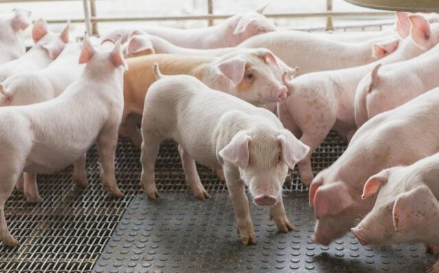 生豬養(yǎng)殖