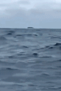 近距离目击座头鲸跃出水面.gif