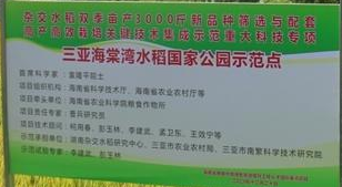 袁隆平超级杂交稻平均亩产1004.83公斤