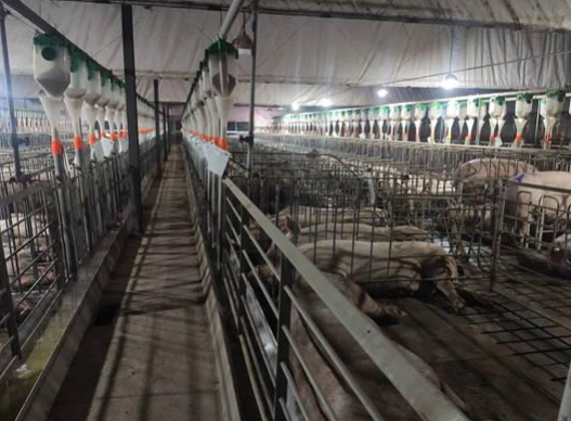 大學(xué)生畢業(yè)去養(yǎng)豬年薪18萬(wàn).png 大學(xué)生畢業(yè)去養(yǎng)豬年薪18萬(wàn).png