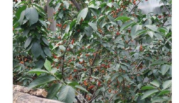 重金屬對人體的危害