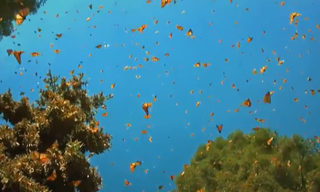 云南1.5億只蝴蝶寶寶羽化成蝶.png