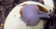 刚出生的蜗牛吃卵壳补充营养