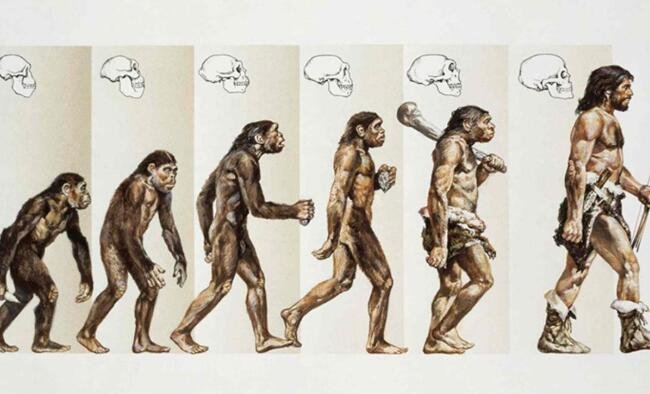 人是怎么进化来的