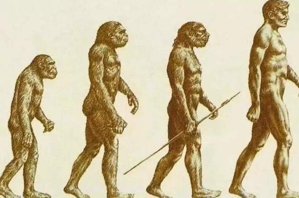 人是怎么进化来的