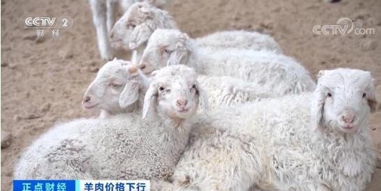 羊肉價格下降.jpg