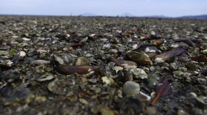 太平洋西北部 10 亿只海洋生物被煮熟致死.jpg