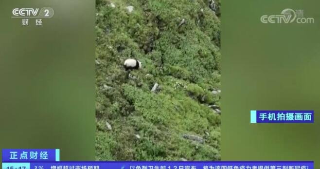 村民找牛途中偶遇大熊猫 手机拍下珍贵画面登央视