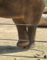 翘二郎腿的大象