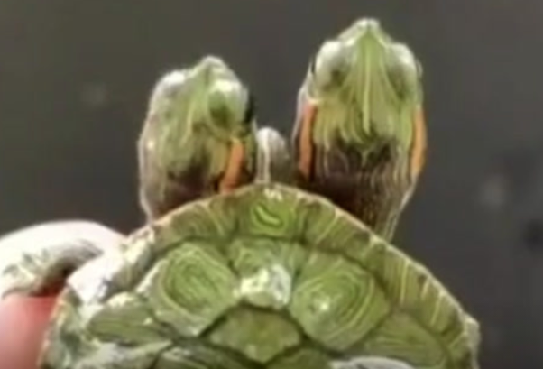 搞笑视频：头一回见三个头的乌龟 这是一起合租呢