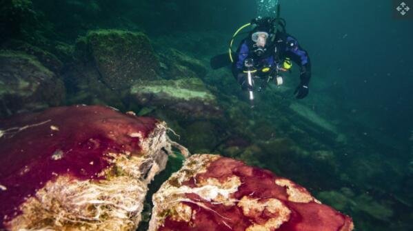一名水肺潜水员在休伦湖的中岛污水坑观察覆盖在岩石上的紫色、白色和绿色微生物。.jpg
