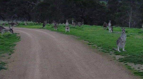 澳大利亚男子骑车穿过公园时引起众多袋鼠集体注视 场面凝重可怕.jpg