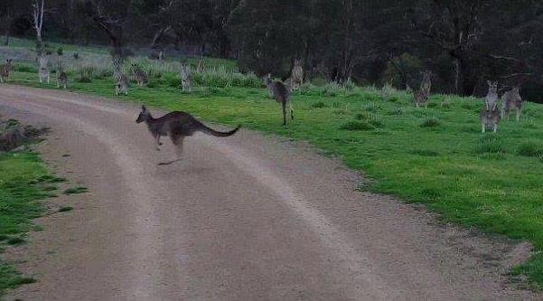 澳大利亚男子骑车穿过公园时引起众多袋鼠集体注视.jpg