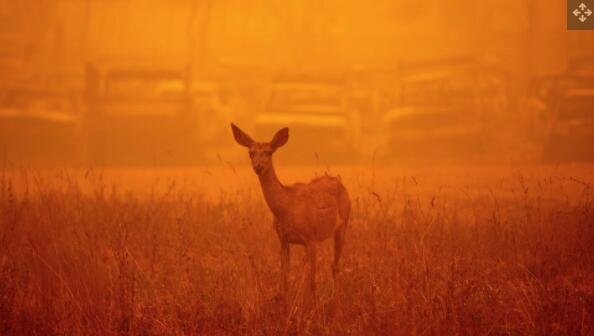 8 月 6 日，加利福尼亚州格林维尔的迪克西火灾期间，一头鹿在一排被烧毁的汽车前穿过浓烟.jpg