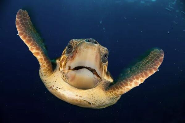 海龟.jpg