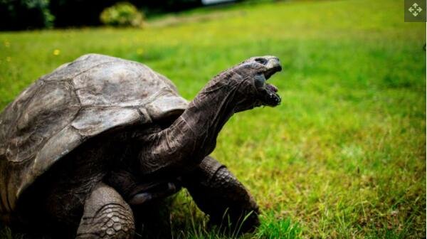 乌龟为什么能活这么久？有一个进化的答案和一个生物学的答案.jpg