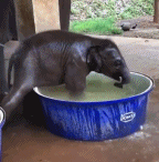 开心洗澡的小象.gif