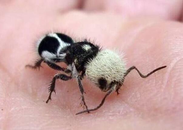 卡娃伊“熊猫蚁”竟是有刺小毒蜂.jpg