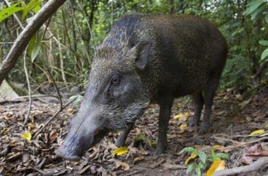 野猪是几级保护动物，猎杀保护动物怎么判刑