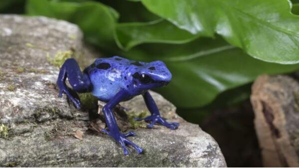 在毒镖蛙身上，明亮的蓝色向捕食者发出警告，表明这种动物是有毒的.jpg