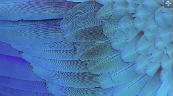 鸟类鲜艳的蓝色羽毛，例如斯皮克斯金刚鹦鹉 ( Cyanopsitta spixii ) 的羽毛.jpg