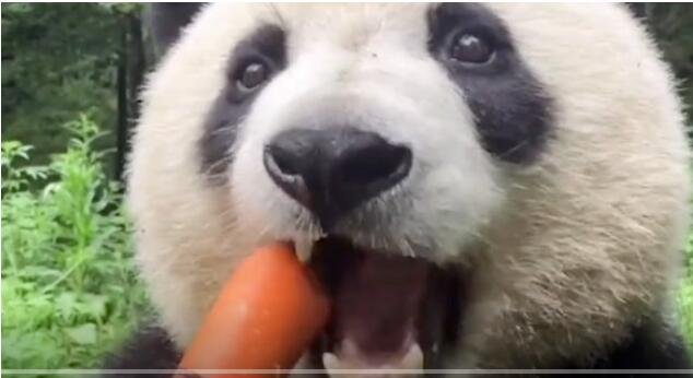 熊猫：我一个大熊猫 天天让我吃胡萝卜