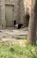 大熊猫也躺平了.gif