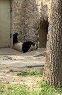 大熊猫也躺平了