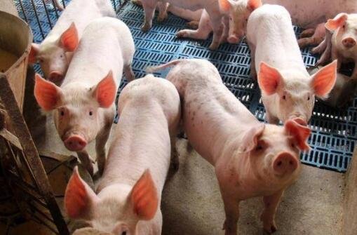 豬價.jpg 豬價.jpg