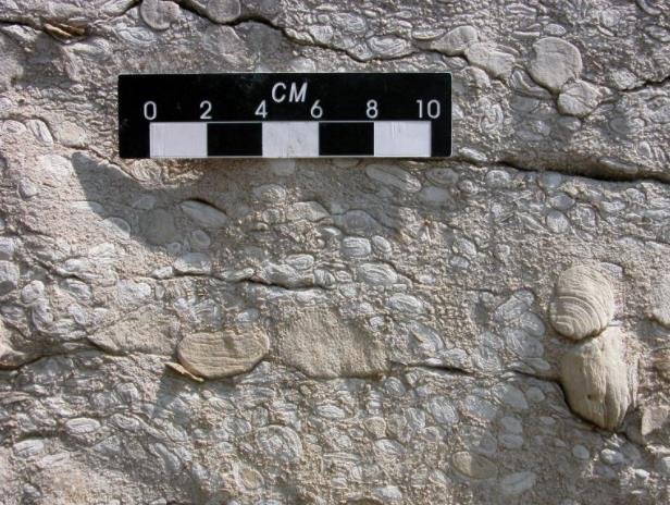 加拿大魁北克安蒂科斯蒂岛上奥陶纪时期露头化石的详细图像.jpg