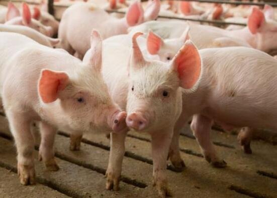 供需不足促使养猪“暴利”，屠夫亏本转卖牛肉