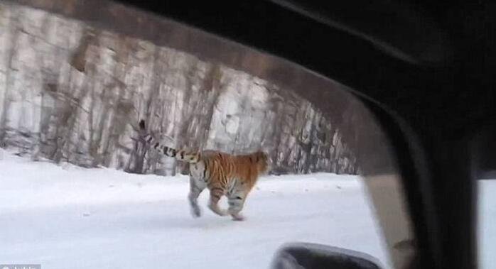 俄罗斯男子驾车穿越乡间公路惹恼野生老虎被追逐.jpg