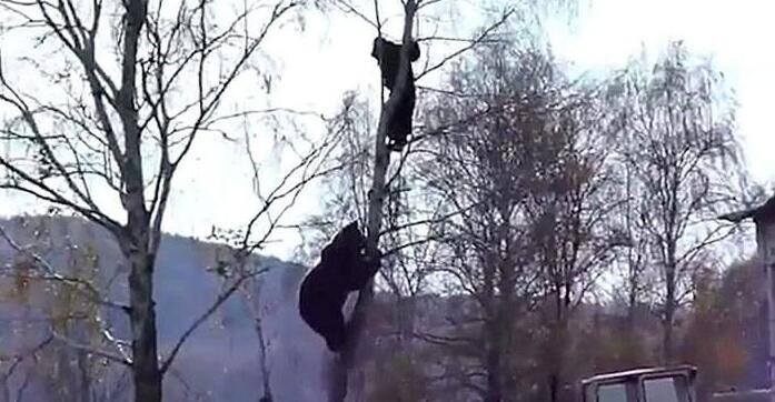 战斗民族也吓坏 俄罗斯男子被黑熊追上树.jpg