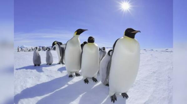 南极上空罕见的日全食令人眼花缭乱 企鹅竟然成为观众.jpg