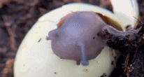 初生的蜗牛吃卵壳补充营养.gif