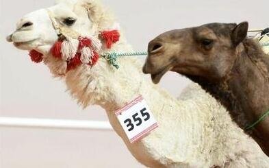 痛失6600万美元大奖机会 沙特40头骆驼因整容被踢出选美大赛