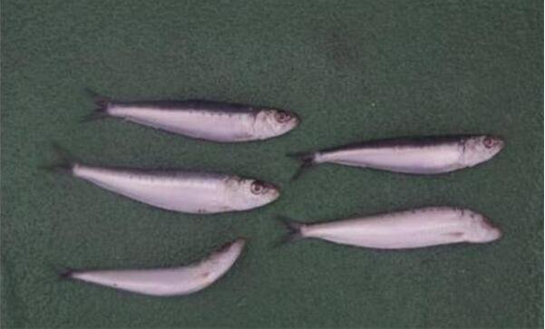 日本近海出现密密麻麻鱼类尸体：原因尚不明确