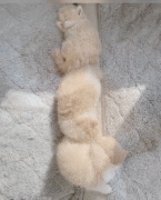 叠罗汉式睡觉.gif 叠罗汉式睡觉.gif