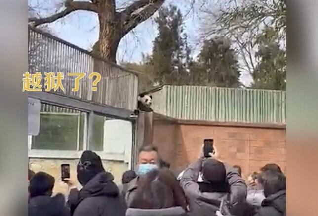 北京动物园大熊猫“萌兰”翻出围栏 墙头探出脑袋观摩游客