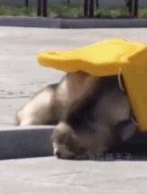 真实的翻车