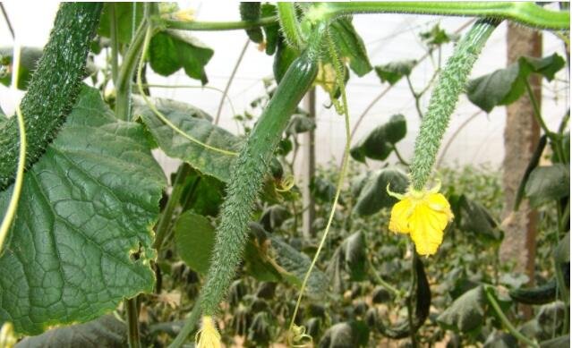 黃瓜.jpg 黃瓜.jpg