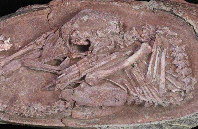 化石.jpg 化石.jpg