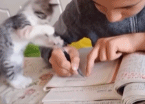 别学了陪我玩玩.gif 别学了陪我玩玩.gif