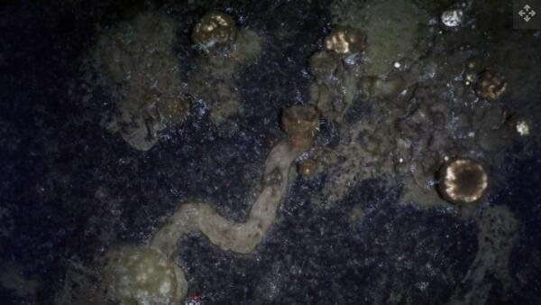 海底的海绵痕迹.jpg